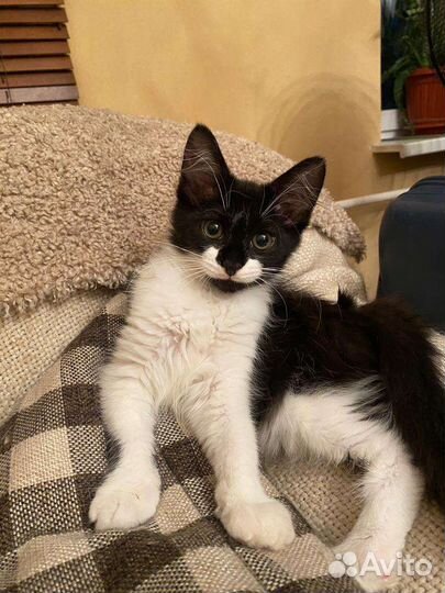 Котенок с необычным окрасом ищет дом