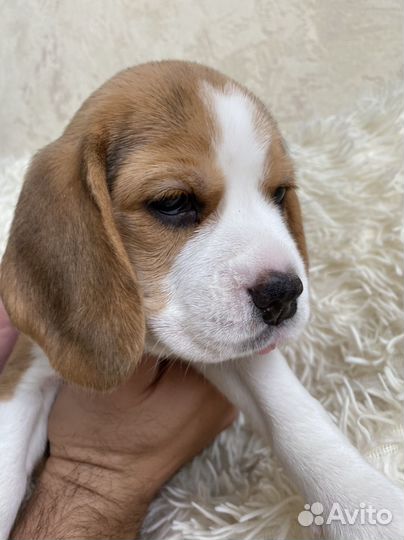 Щенки бигль