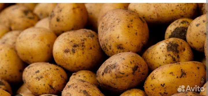 Картошка мешками