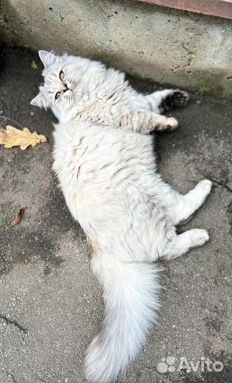 Кошка в дар