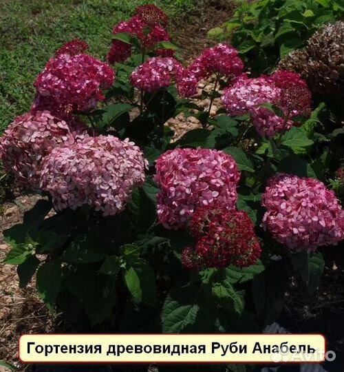 Руби Анабель, Белла Анна, др.древовидные гортензии