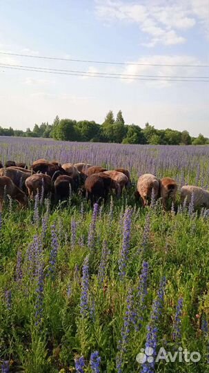 Баран для курбан-байрам