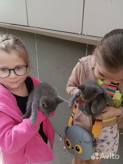 Котята в добрые руки 1 месяц