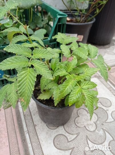 Тибетская малина саженцы