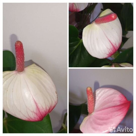 Антуриумы Принцесса Амалия