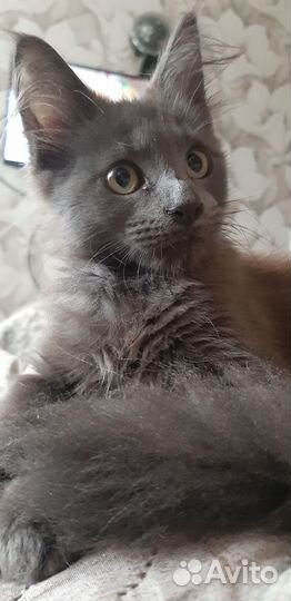Котята мэйн-кун