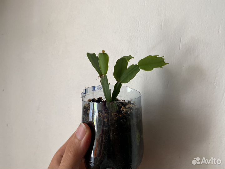 Декабристы