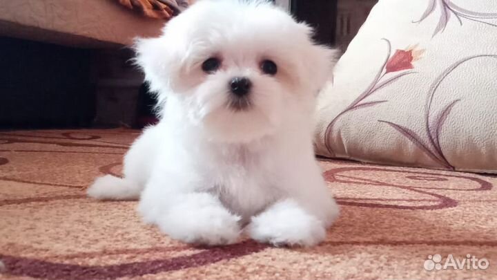 Щенки мальтезе