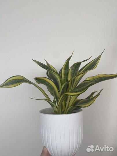 Сансевиерия Систер Твистер, Голден Баннер, Денис