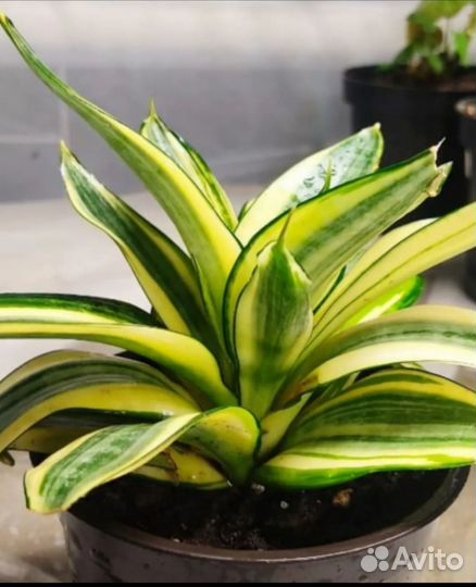 Сансевиерия сортовая