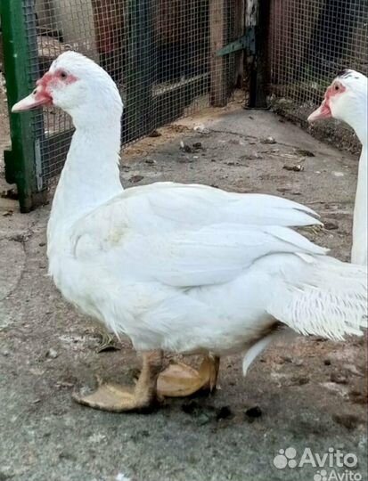 Мускусные утки