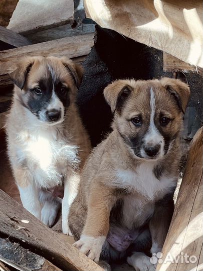 Щенки в добрые руки