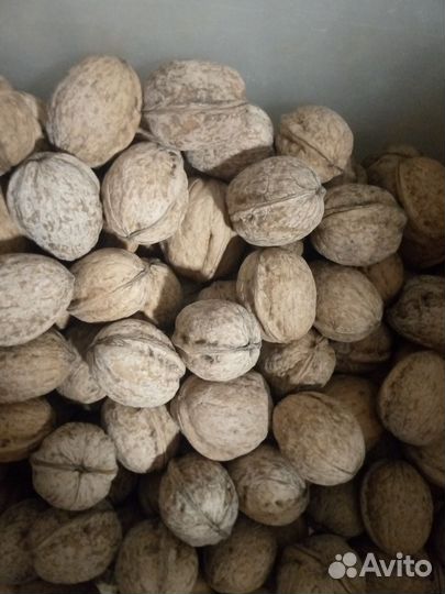 Грецкий орех