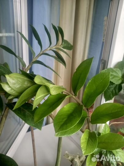 Замиокулькас