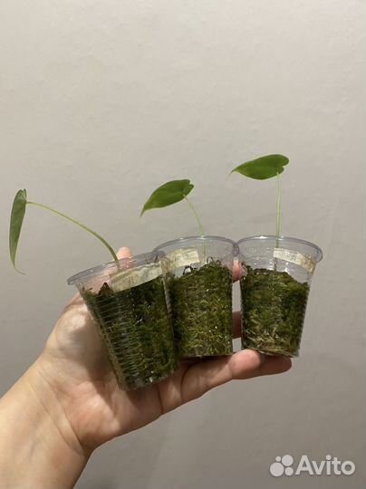Алоказии, есть набором из 3х штук