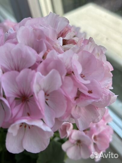 Пеларгония герань