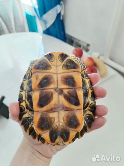 Красноухая черепаха