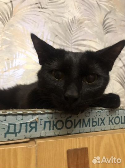 Кошка в дар