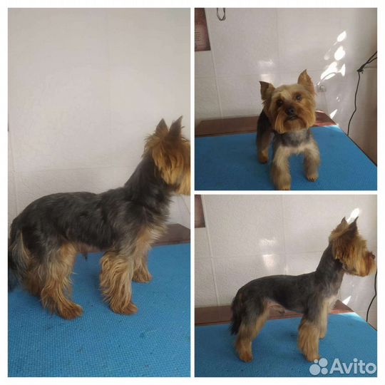 Стрижка собак и кошек на дому