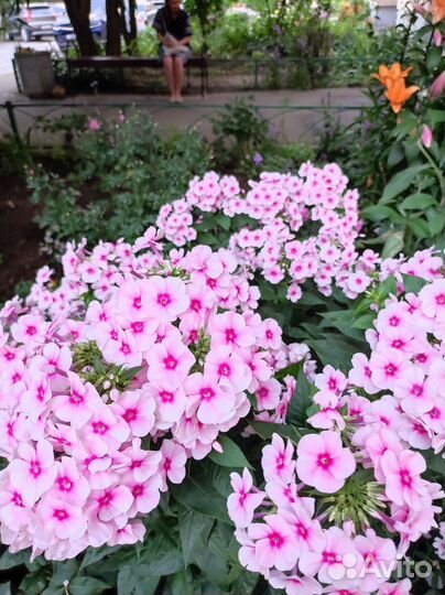 Дендробиум