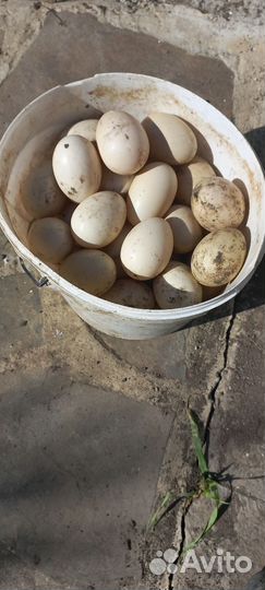 Яйца мускусных уток