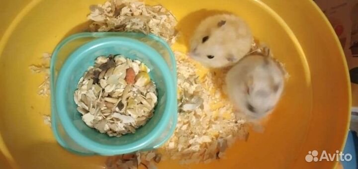 Джунгарский хомяк