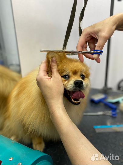 Стрижка собак и кошек