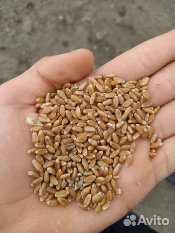 Пшеница Кукуруза Корма
