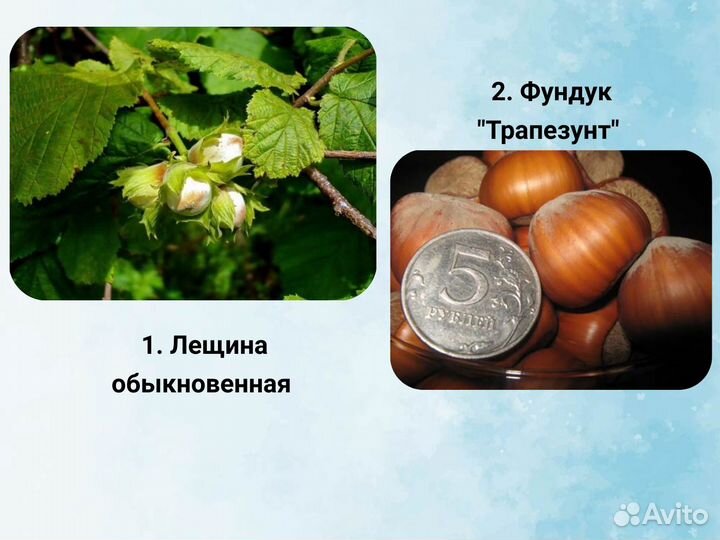 Саженцы Ореха, Фундук, Грецкий Орех, Миндаль