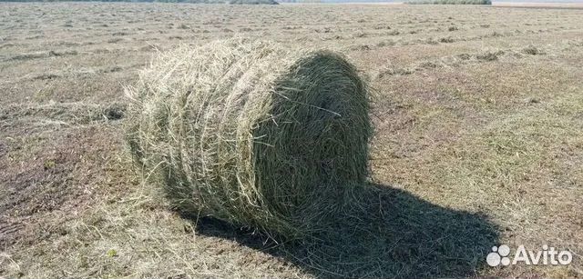 Сено луговое 2024