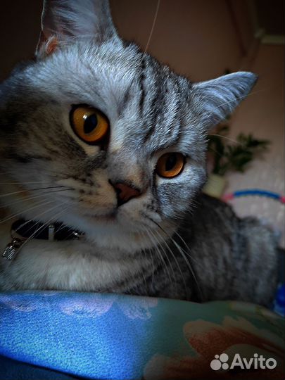 Ищем невесту Коту)