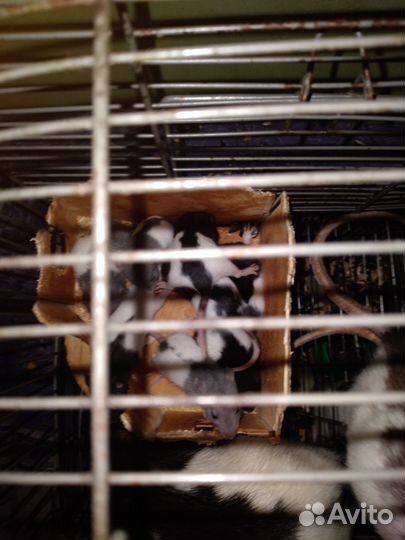 Крыса хаски