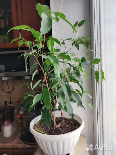 Фикус бенджамина