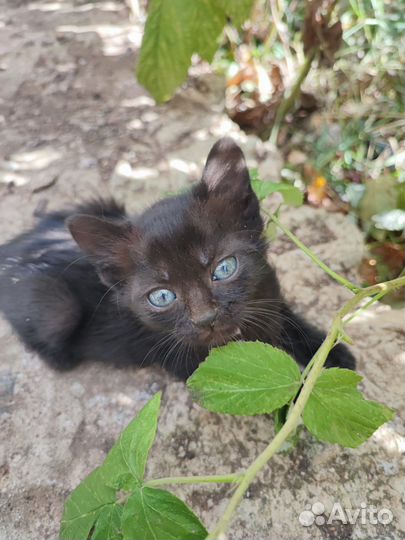 Котята в добрые руки бесплатно