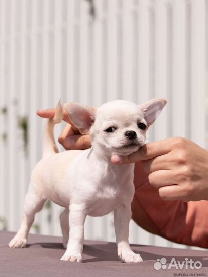 Девочка РКФ