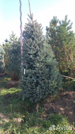 Ель глаука глобоза фармированная