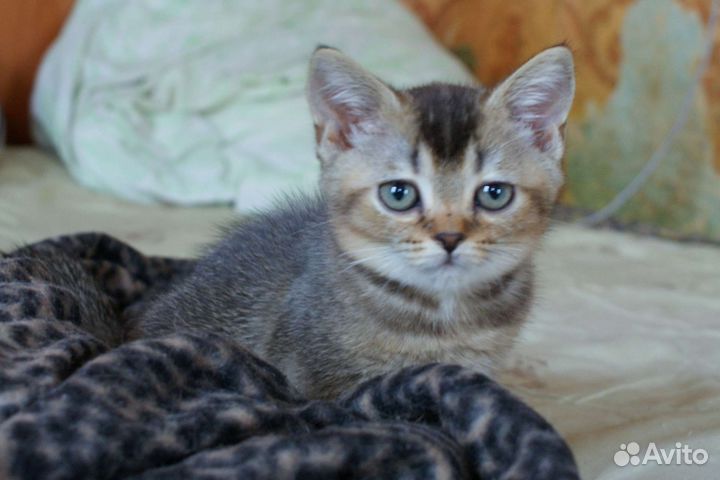 Шотландский красавчик мальчишка