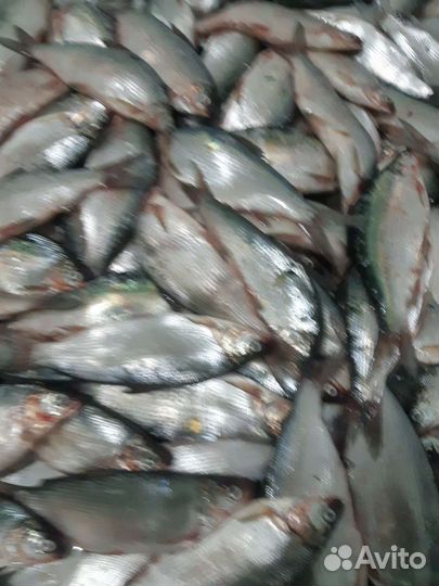 Пелядь(сырок)