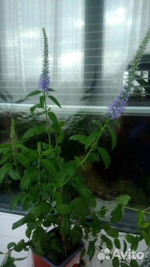 Вероника, монарда диана, жар птица,дельфиниумы