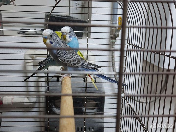 Волнистые попугайчики