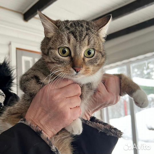 Европейская