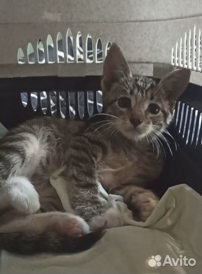 Котенок, мальчик 2,5 месяца