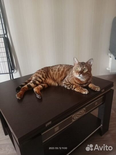 Бенгальский кот