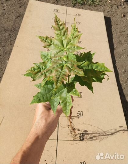Саженцы канадского клена 50 см