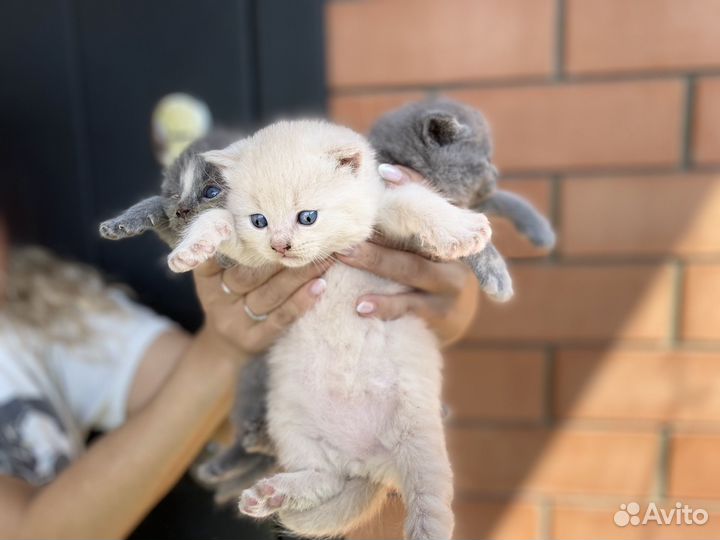 Британские котята