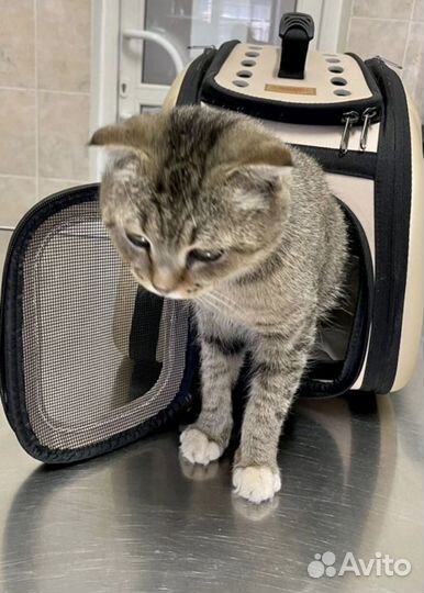 Кошка в дар бесплатно