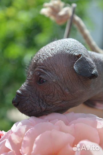 Маленькая леди мексиканской голой мини