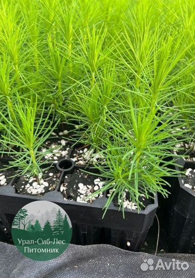 Сеянцы зкс Сосна окс Ель Лиственница Горная