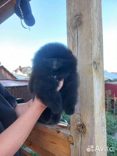 Щенки шпица мальчики и девочки