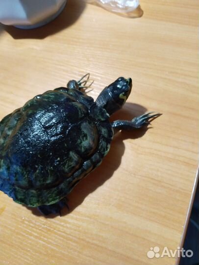 Красноухая черепаха